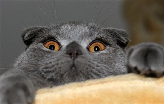 猫咪要挤肛门腺吗 猫咪的肛门腺在哪里(图1)