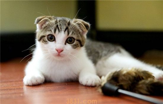 猫咪要挤肛门腺吗 猫咪的肛门腺在哪里(图2)