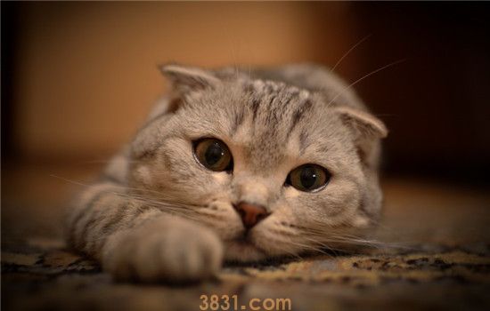 猫咪容易过敏的食物 猫咪食物要小心选择(图1)