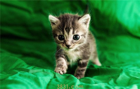 猫不能吃食物有哪些 搞不清楚最好不要乱喂(图2)