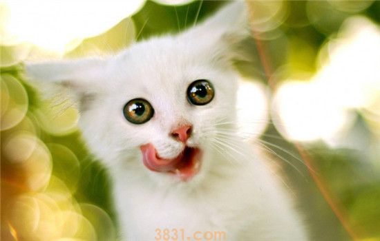猫不能吃食物有哪些 搞不清楚最好不要乱喂(图1)