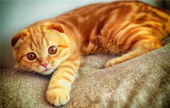 猫咪容易过敏的食物 猫咪食物要小心选择(图2)