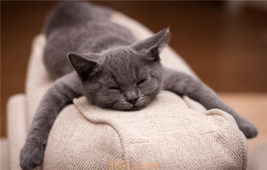 猫咪驱虫的不良反应 这三种反应你都了解吗(图2)