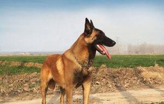 养马犬要注意什么(图2)