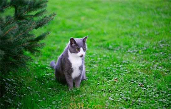 怎么给猫驱蚊 驱蚊产品对猫咪有危害吗(图2)