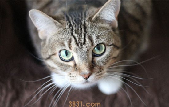 为什么猫喜欢摸头 猫咪爱摸头的原因有哪些(图1)