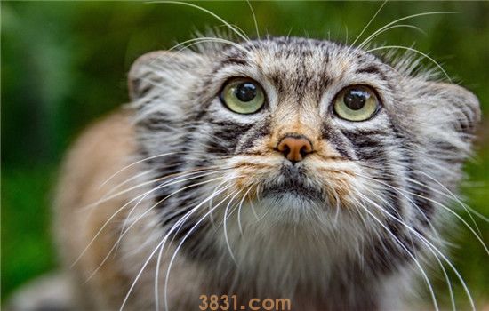 为什么猫喜欢摸头 猫咪爱摸头的原因有哪些(图2)