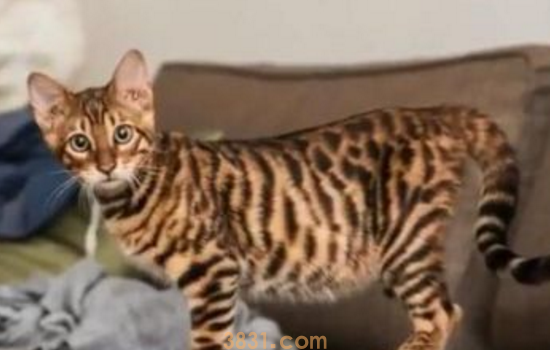 猫砂可不可以吃 你还给你家猫咪吃猫砂是穷疯了吗?(图1)
