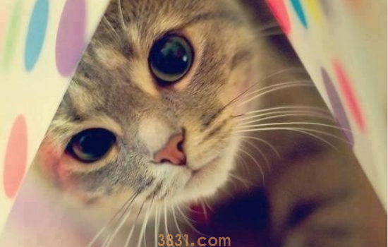 被猫狗抓伤会怎么样 你被猫狗抓伤过没?(图1)
