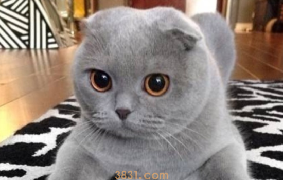 刚出生蓝猫怎么养 出生的蓝猫饲养方法是很重要的!(图1)