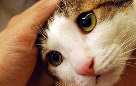 成猫四天不拉屎怎么办 猫不拉屎的原因是什么(图1)