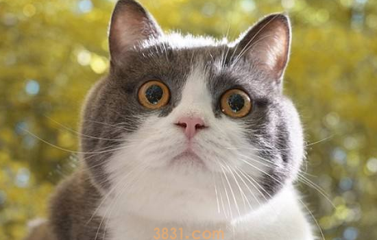 成猫四天不拉屎怎么办 猫不拉屎的原因是什么(图2)