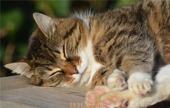 猫藓是什么 猫藓要如何治疗(图1)