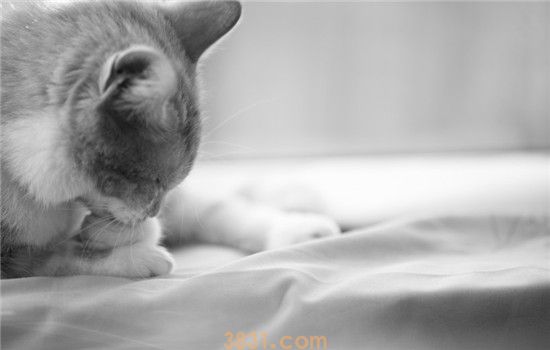 猫藓是什么 猫藓要如何治疗(图2)
