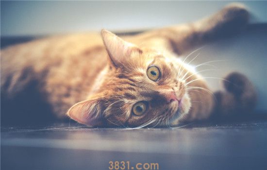 猫咪乱尿是怎么了 绝育了的猫咪怎么也乱尿(图2)