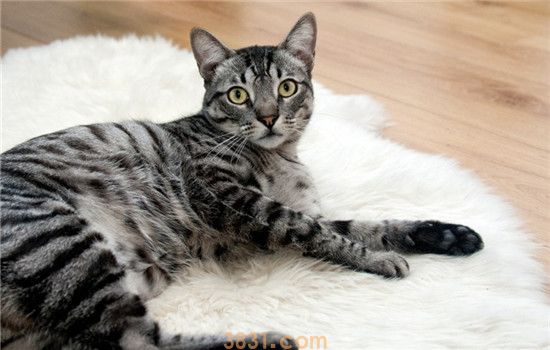 猫咪乱尿是怎么了 绝育了的猫咪怎么也乱尿(图1)