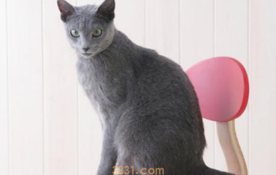 用普通的绳子怎么拴猫 教教你用普通绳子做猫牵绳!(图1)