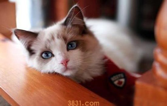 宠物猫可以吃米饭吗 不想猫生病就别胡来(图2)