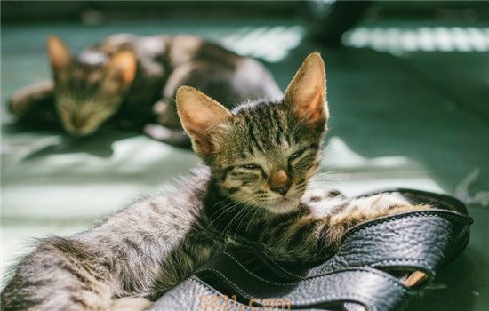猫可以吃生鸡蛋吗 猫咪一天可以吃多少鸡蛋(图1)