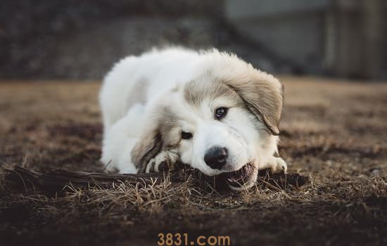 成犬粮跟幼犬粮的区别 成犬粮和幼犬粮有什么区别(图1)