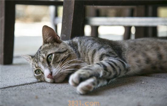 猫可以吃生鸡蛋吗 猫咪一天可以吃多少鸡蛋(图2)