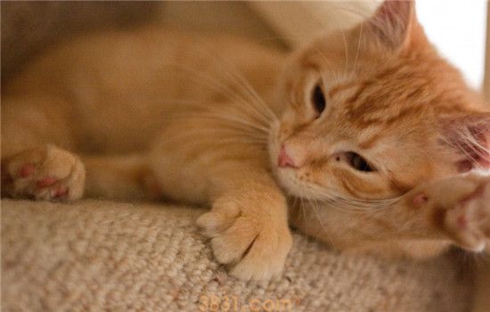 猫咪软便怎么选猫粮 不可以盲目给猫咪换猫粮(图1)