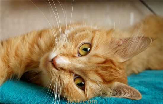 猫咪软便怎么选猫粮 不可以盲目给猫咪换猫粮(图3)