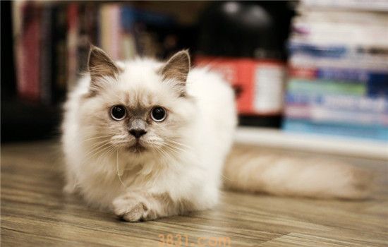 猫咪软便要怎么办 猫咪出现软便要注意什么(图1)