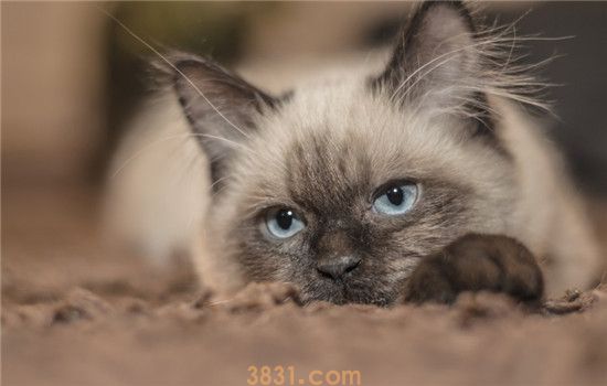 软便是什么意思 引起猫咪软便的原因有哪些(图1)