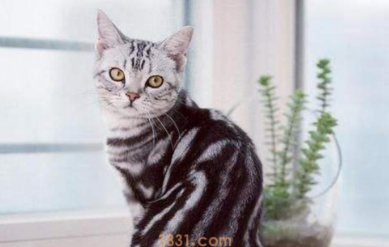 风油精对猫的危害 别在给猫用风油精了,谢谢您!(图1)