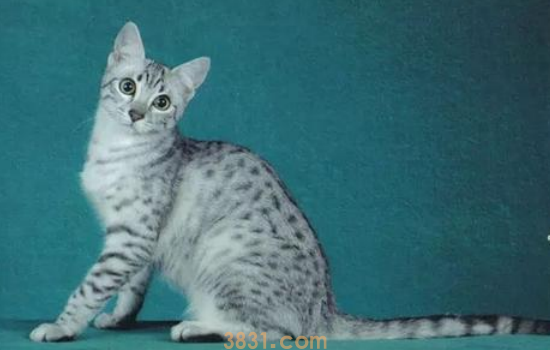 猫舌头溃疡 猫舌头溃疡和我们出现溃疡原因差不多啊!(图2)
