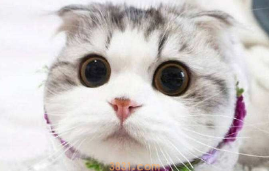 折耳猫猫鼻支怎么办 折耳猫猫鼻支的治疗主要是护理方面!(图1)