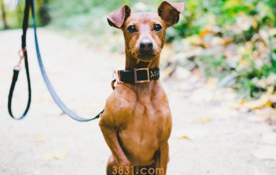 鹿犬智商排第几名 鹿犬的智商排名多少(图1)