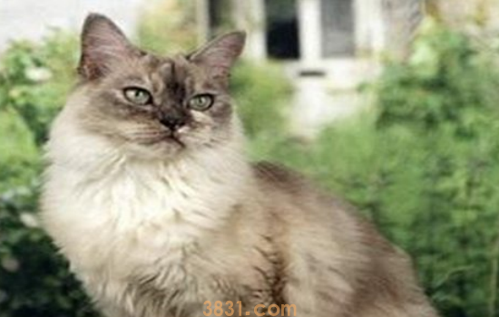 猫闻了蚊香怎么解毒 这么大的心还能让猫蚊香中毒啊!(图1)