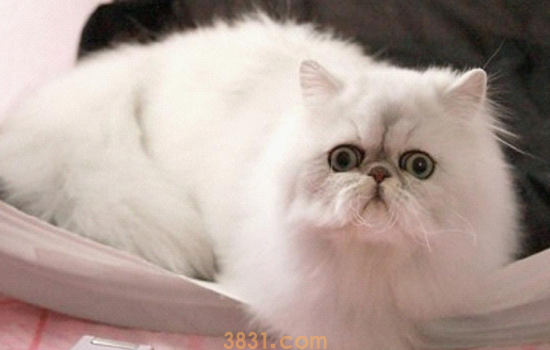 猫咪哺乳期可以用猫藓药膏吗 哺乳期不要乱用药了!(图1)