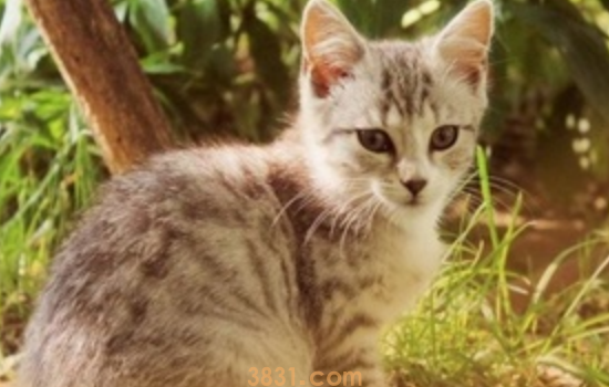 猫咪肠胃不好怎么调理 想要调理猫咪肠胃这么做很重要的!(图1)