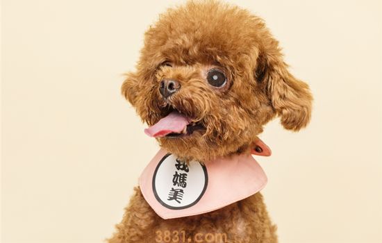 安静的伴侣犬推荐 伴侣犬都有哪些(图2)