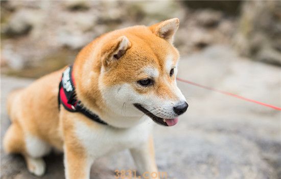 柯基和柴犬哪个好养(图1)