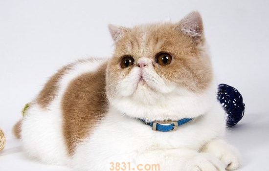 加菲猫拉稀怎么办 加菲猫拉稀你得这么解决啊!(图1)