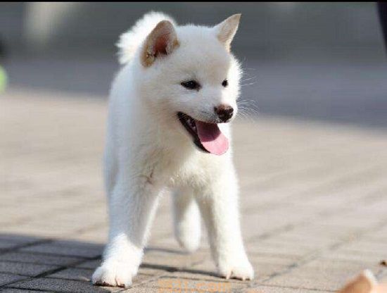 白色柴犬为什么便宜(图1)