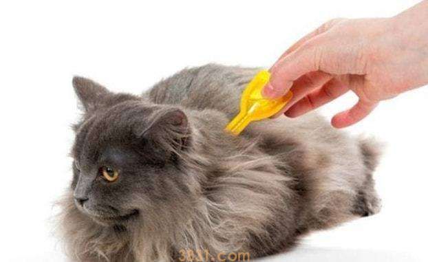 1个半月的猫怎么去跳蚤 你知道怎样安全驱虫吗(图3)