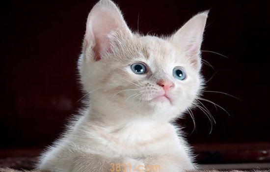 小猫身上有跳蚤如何冶 盲目杀虫小心错杀猫!(图1)