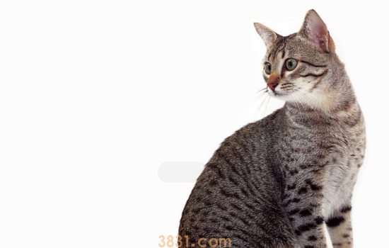 猫营养膏吃多了会怎么样 不要随便给猫吃营养膏你钱多啊!(图1)