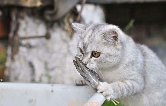 猫尿结石怎么自己处理 这几点主人要知道(图2)