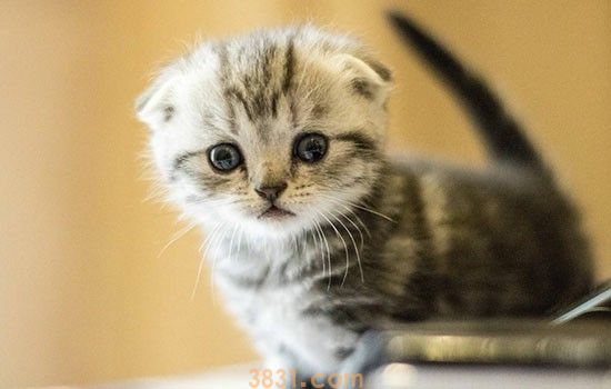 猫多大不用刺激排便 猫咪生活小知识(图1)