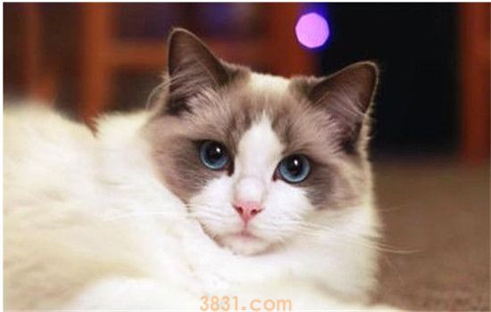 布偶猫怎么养 喂养布偶养不能随便喂食(图1)
