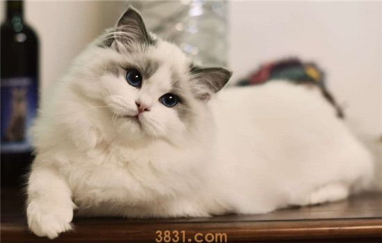 布偶猫怎么养 喂养布偶养不能随便喂食(图2)