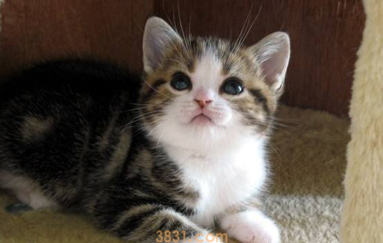 猫鼻支治愈率高吗 猫鼻支的及时治疗是很重要的!(图1)