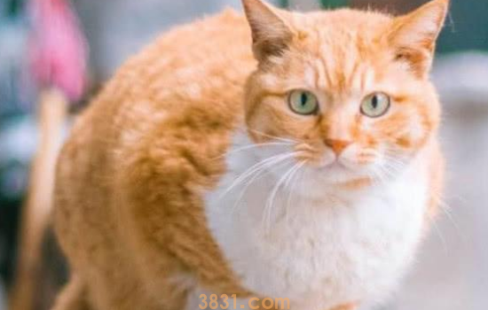 橘猫吃什么能发腮 橘猫发腮用这些办法会有效果!(图1)