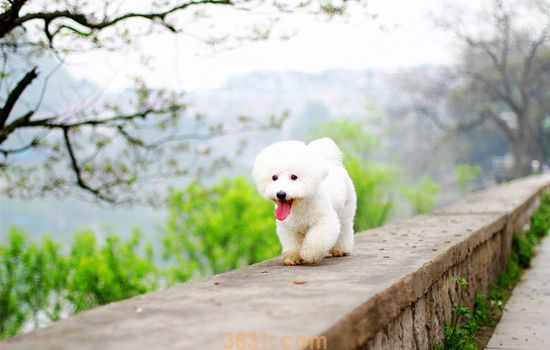 狗狗长期晒不到太阳怎么办 狗狗在家晒不到太阳怎么办(图1)